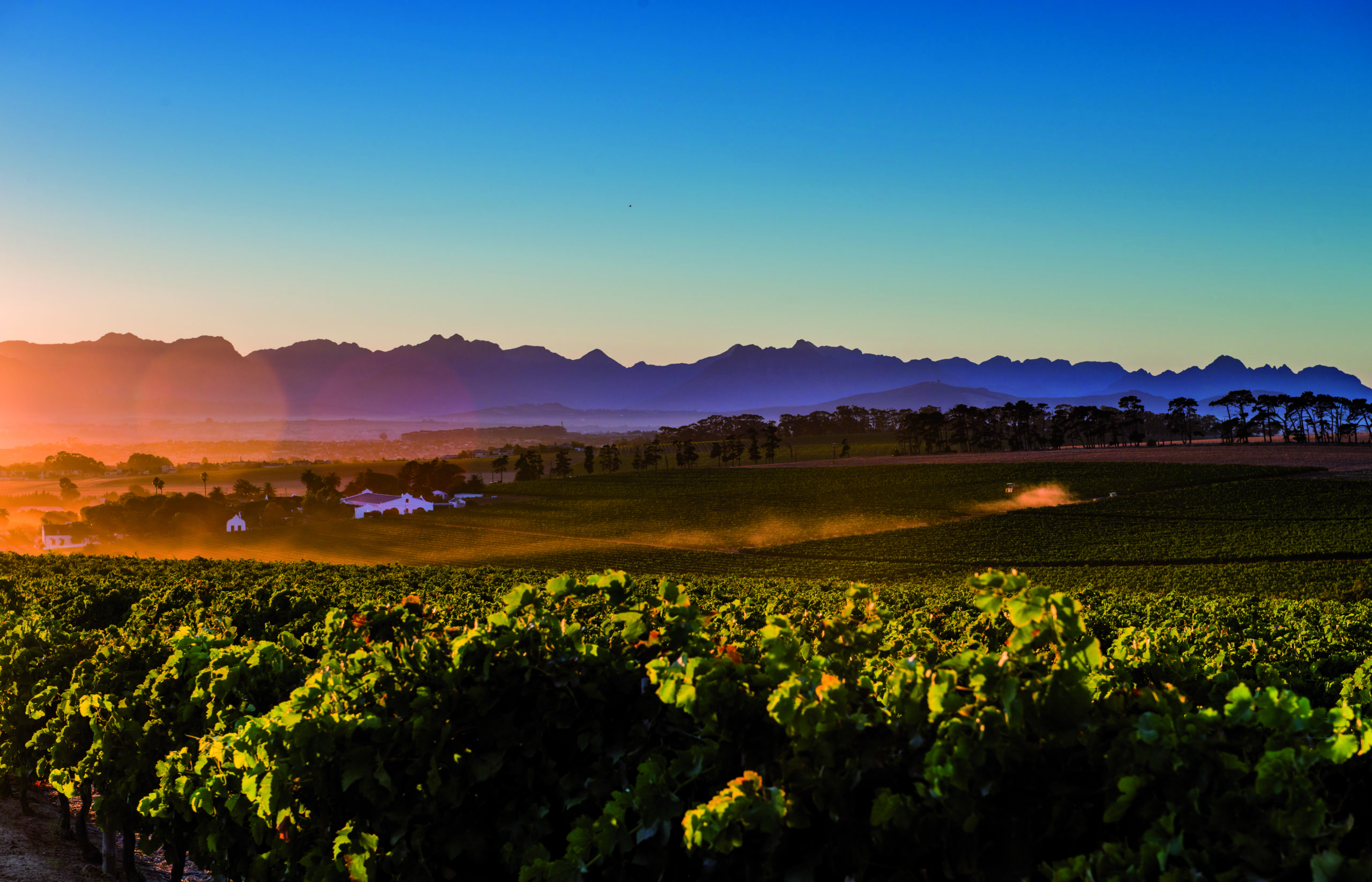 Sunset on the vineyard