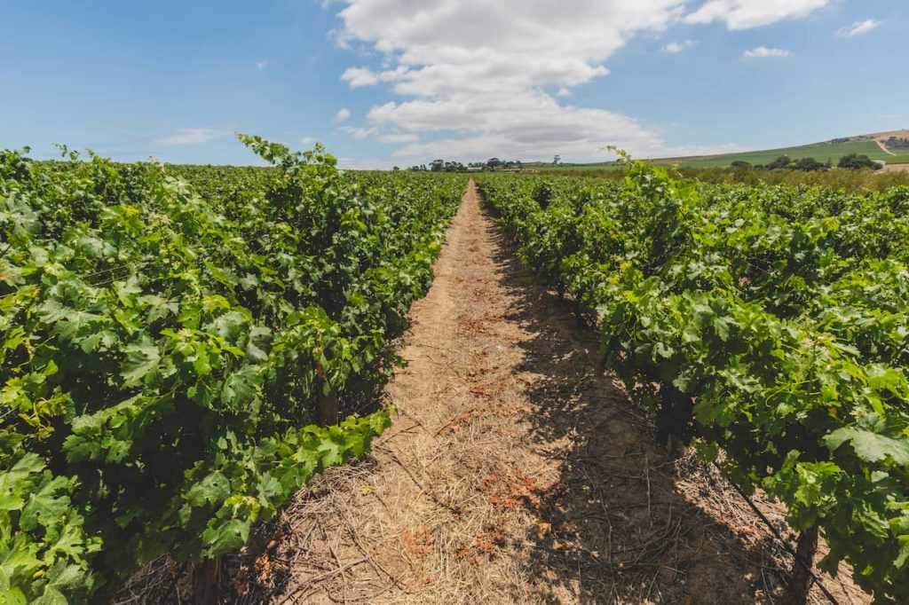 A vineyard hallay, front view