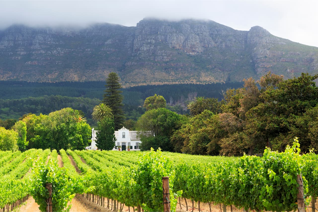 A vineyard and a white house with mountains in the background