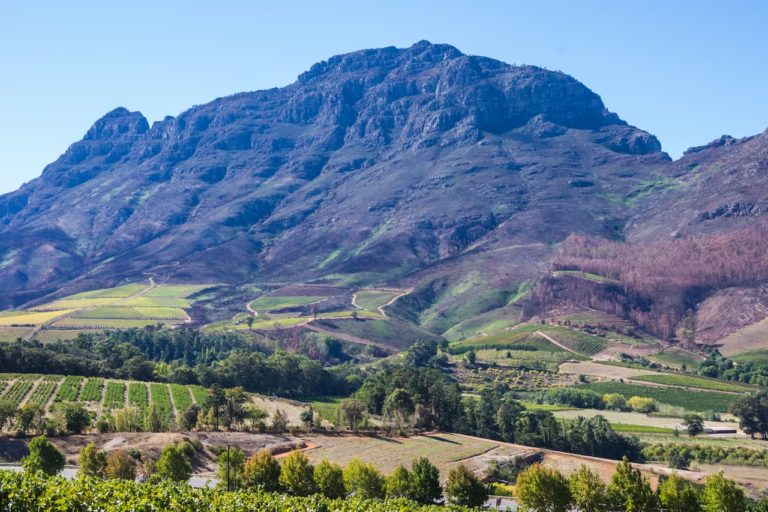 A mountain in the back with vineyards at the bottom